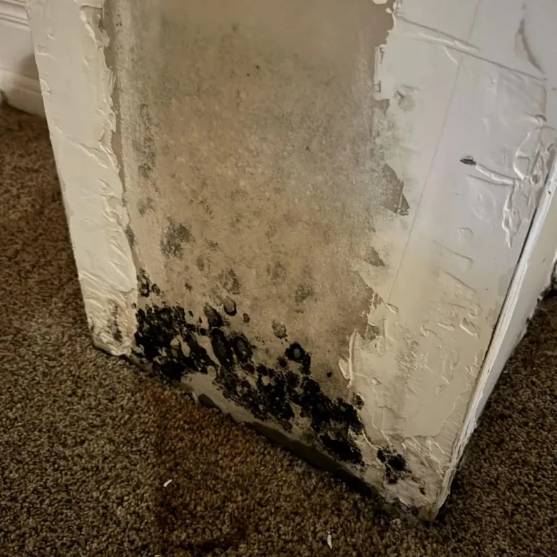 Professional Mold Removal in Elgin, TX